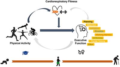 The interrelationship between physical activity intensity, cardiorespiratory fitness, and executive function in middle-aged adults: An observational study of office workers